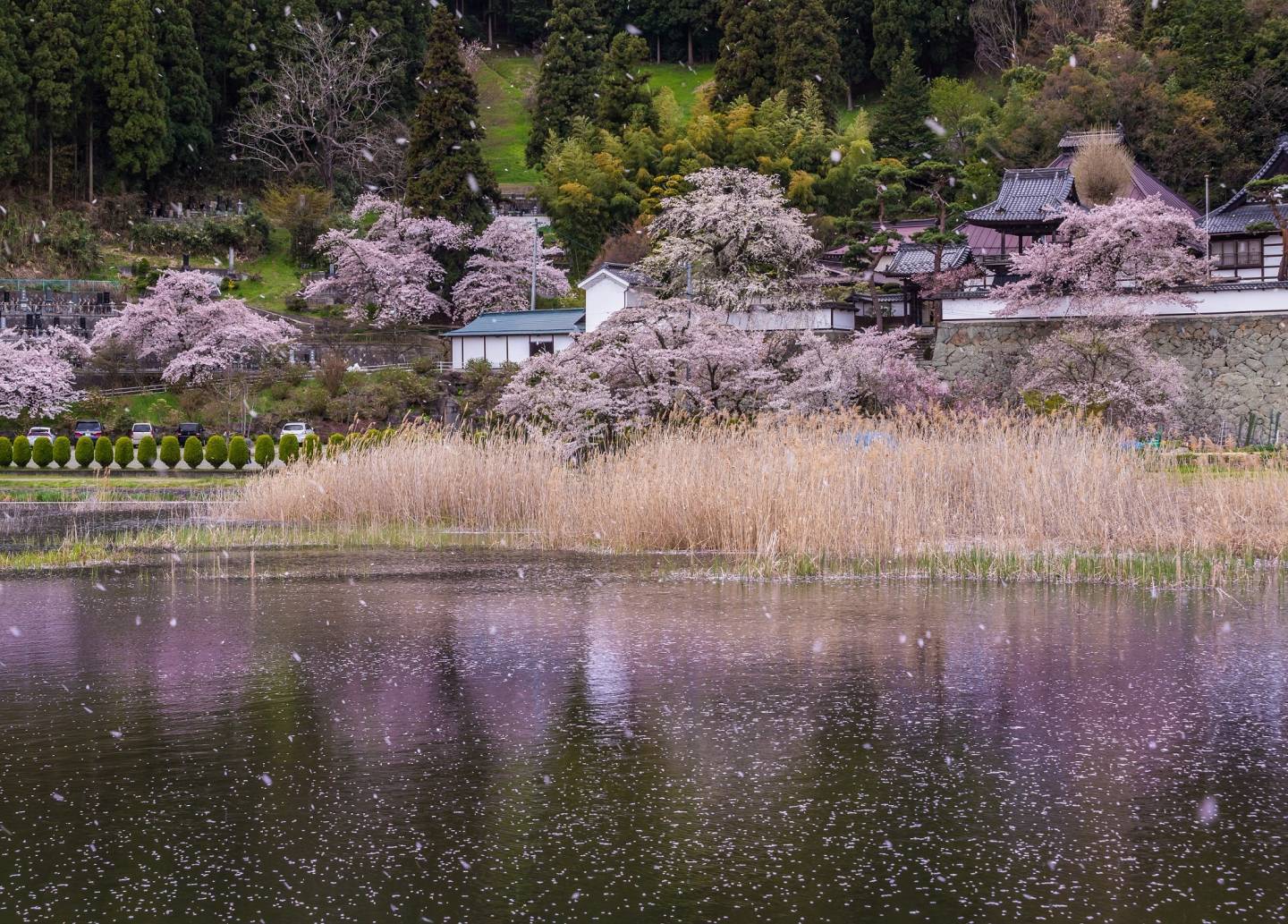 kirschblüten am daiunji